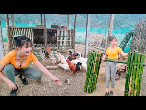 Farm life: Chopping bamboo to complete the new chicken coop, Single mom Build farm