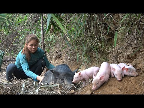 Find Mother Pig Gives Birth In Forest - Build A Pig Farm