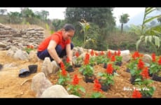 Grow flowers to decorate the farm, Harvest orange fruit go to sell at village | Điền Tiểu Vân