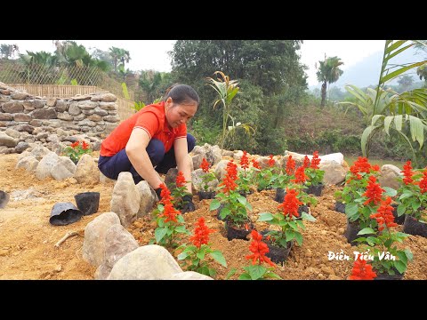 Grow flowers to decorate the farm, Harvest orange fruit go to sell at village | Điền Tiểu Vân