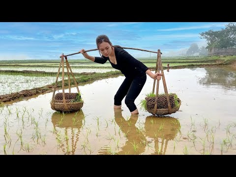 Happy season days - Planting new crops - Taking care of the pigs on the farm | Ngân Daily Life