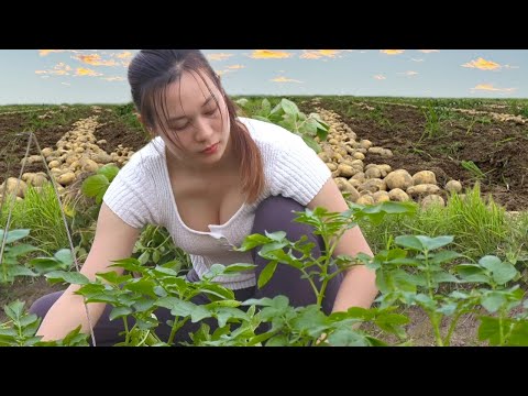 Hard work harvesting potatoes - Cooking - Taking care of the Farm | Ngân Daily Life