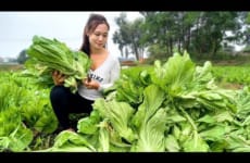 Harvest green vegetables - Go to the market to sell - Take care of the farm | Ngân Daily Life