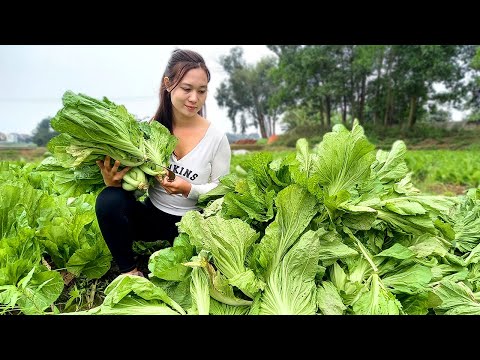 Harvest green vegetables - Go to the market to sell - Take care of the farm | Ngân Daily Life