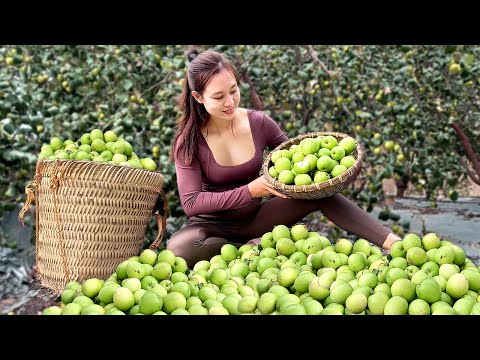 Harvesting APPLES to sell at the market - Cooking apple syrup - Taking care of the Farm