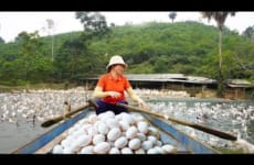 Harvesting DUCK Eggs Goes to market sell - Take care of goats and pigs on high hills