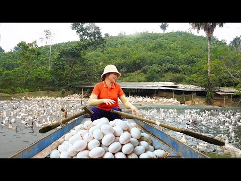 Harvesting DUCK Eggs Goes to market sell - Take care of goats and pigs on high hills