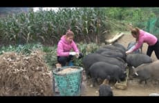 Harvesting Peanuts In Field - Preparing Birthing Nest For Mother Pig To Give Birth - Taking care pig