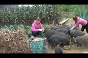Harvesting Peanuts In Field - Preparing Birthing Nest For Mother Pig To Give Birth - Taking care pig