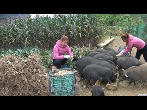 Harvesting Peanuts In Field - Preparing Birthing Nest For Mother Pig To Give Birth - Taking care pig