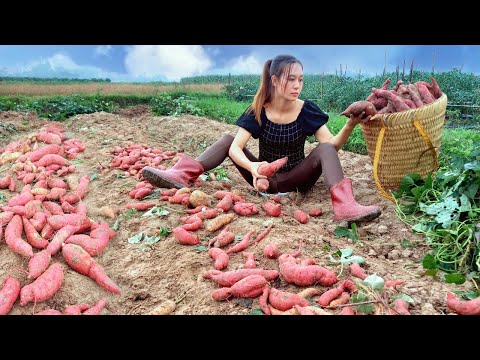 Harvesting Sweet Potato Garden goes to the market sell - Buildding farm | Ngân Daily Life