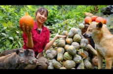 Harvesting a pumpkin garden was destroyed by wild pigs, gardening, puppy care | Ana Bushcraft