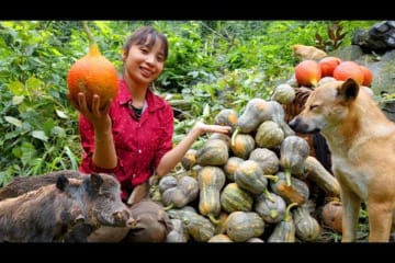 Harvesting a pumpkin garden was destroyed by wild pigs, gardening, puppy care | Ana Bushcraft