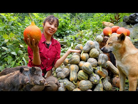 Harvesting a pumpkin garden was destroyed by wild pigs, gardening, puppy care | Ana Bushcraft