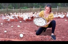 Harvesting duck eggs for sale in the market - pickled tubers from the farm | Ngân Daily