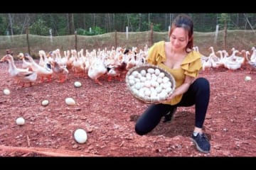 Harvesting duck eggs for sale in the market - pickled tubers from the farm | Ngân Daily