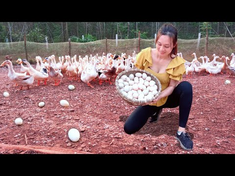 Harvesting duck eggs for sale in the market - pickled tubers from the farm | Ngân Daily