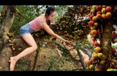 Harvesting figs is hard - Making salted figs .Taking care of the farm | Ngân DaiLy Life