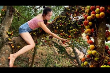 Harvesting figs is hard - Making salted figs .Taking care of the farm | Ngân DaiLy Life