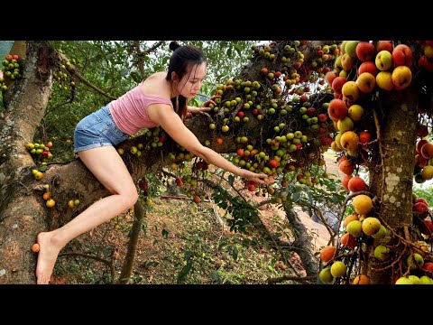 Harvesting figs is hard - Making salted figs .Taking care of the farm | Ngân DaiLy Life