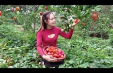 Harvesting passion fruit - Making Drinking water at the Farm | Ngân Daily Life