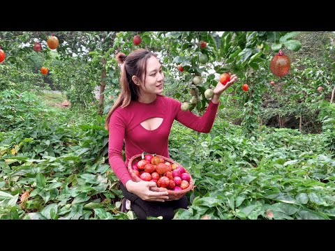 Harvesting passion fruit - Making Drinking water at the Farm | Ngân Daily Life