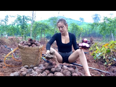 Harvesting purple fat tubers - Cooking and Taking care of the pigs at the Farm | Ngân Daily Life