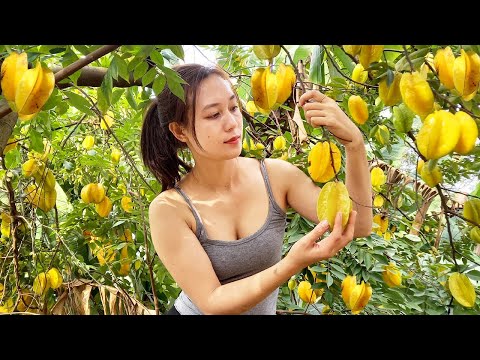 Harvesting star fruit and green vegetables in the garden - Selling at the market | Ngân Daily Life