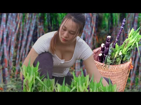 Harvesting sugarcane - Going to the market to sell- Planting Sugarcane on the Farm | Ngân Daily Life