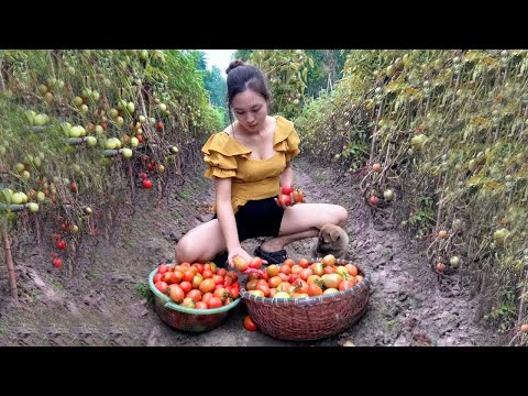 Harvests tomatoes to sell at the market-Processes corn on the farm | Ngân Daily Life