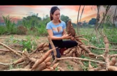 How to harvest and process cassava roots - Harvest hot peppers | Ngân Daily Life
