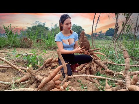 How to harvest and process cassava roots - Harvest hot peppers | Ngân Daily Life