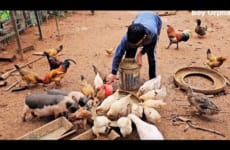 Orphan Boy daily life - Harvest Chicken Eggs Goes to the market sell - Taking care of animals