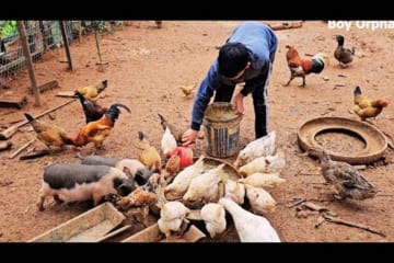 Orphan Boy daily life - Harvest Chicken Eggs Goes to the market sell - Taking care of animals