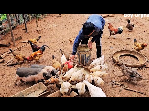 Orphan Boy daily life - Harvest Chicken Eggs Goes to the market sell - Taking care of animals