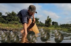 Orphan Boy daily life - Harvesting Snail Goes to the market sell - Gardening