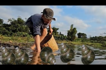 Orphan Boy daily life - Harvesting Snail Goes to the market sell - Gardening