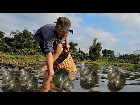 Orphan Boy daily life - Harvesting Snail Goes to the market sell - Gardening