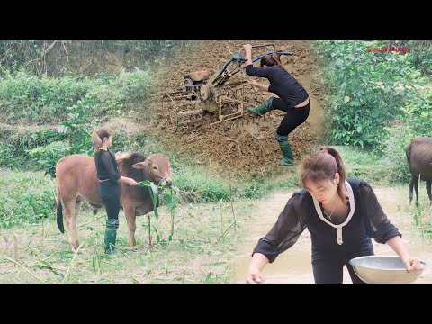 Plowing the land and sowing seeds, helping my mother take care of the cows