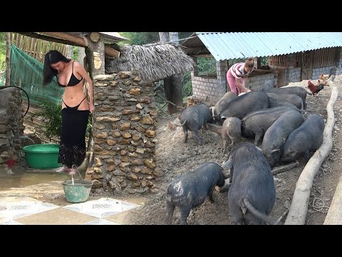 Rebuild The House Steps With Concrete - Building New Life In Farm | Daily Farm