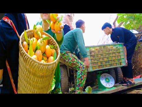 She and her boyfriend harvested oranges to sell to traders