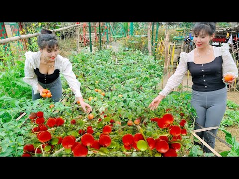 Single mother: Farm life, Harvesting tomatoes to sell. Roast chicken for Tet at the farm