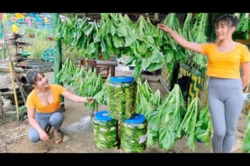 Single mother: Harvesting upland vegetables to make pickles, collecting firewood for the cold winter