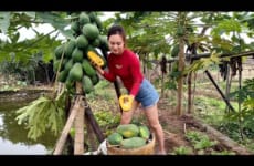 Valentine's Day - Harvesting papaya to sell - Planting trees on the Farm | Ngân Daily Life