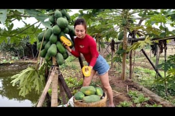 Valentine's Day - Harvesting papaya to sell - Planting trees on the Farm | Ngân Daily Life