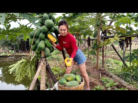 Valentine's Day - Harvesting papaya to sell - Planting trees on the Farm | Ngân Daily Life